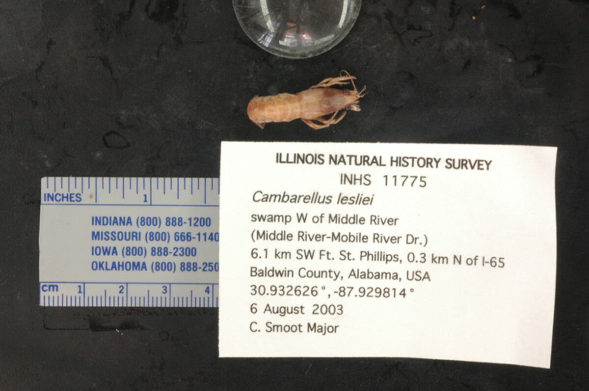 Cambarellus lesliei image